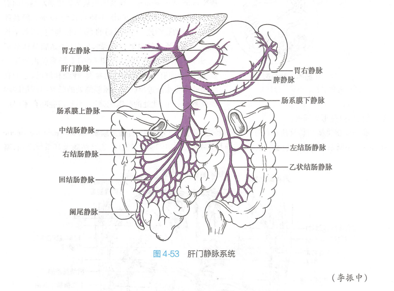 图源9版局部解剖学P131